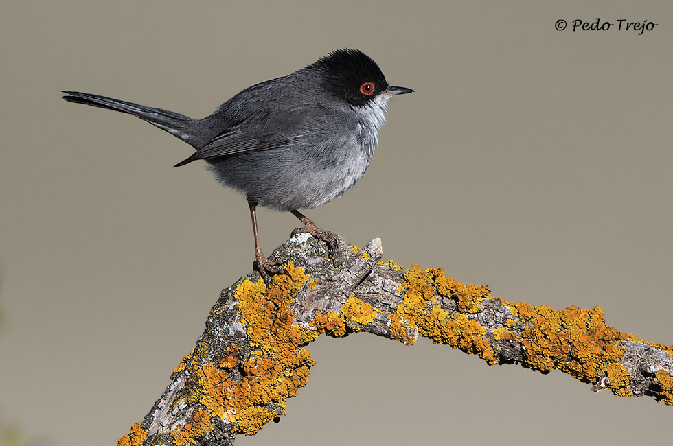 Curruca cabecinegra (Sylvia melanocephala)